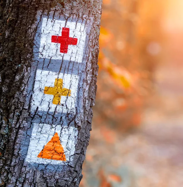 Tourist Path Signs Tree Forest — Stock Photo, Image