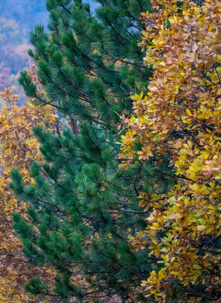 Осенние Деревья Красочных Лесах — стоковое фото