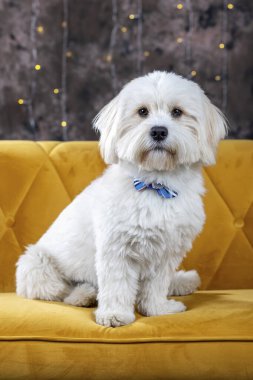 Şirin bichon, köpek stüdyosu fotoğrafın var.