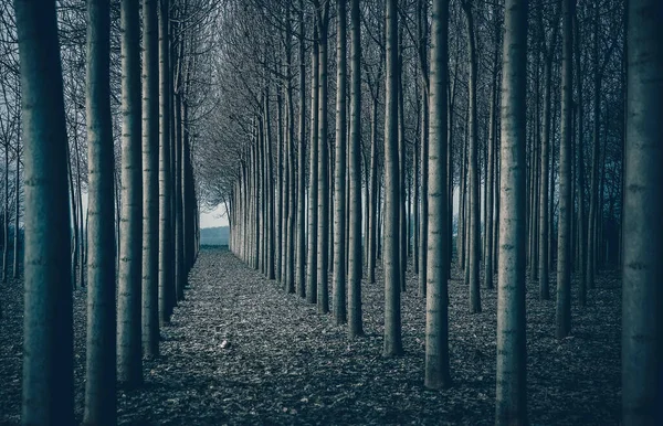 Geometrical Rows Princess Tree Winter — Stockfoto