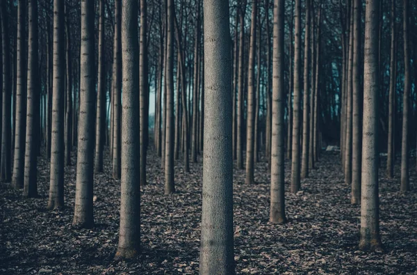 Geometrical Rows Princess Tree Winter — Stock Photo, Image