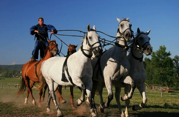 Węgierski Jeździec Jeździ Pięciu Koniach Nosi Tradycyjny Węgierski Kostium Narodowy — Zdjęcie stockowe