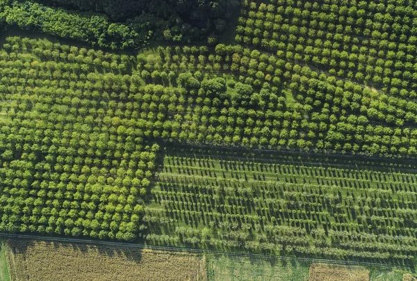 Fotografia Aérea Drone Sobre Paisagem Agrícola Com Árvores — Fotografia de Stock