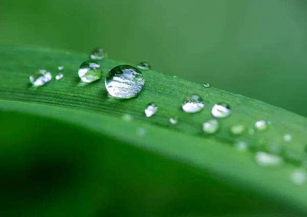 Gotas Lluvia Sobre Hojas Verdes —  Fotos de Stock