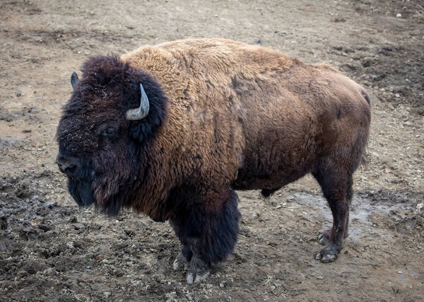 Буффало стоит на грязной земле