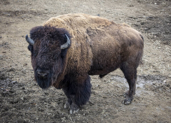 Буффало стоит на грязной земле