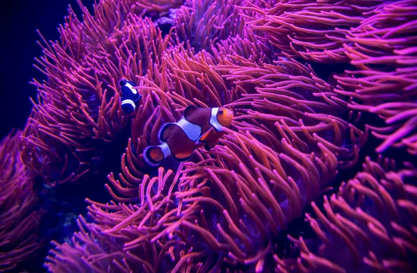 Corallo Rosa Acquario Con Pesci Pagliaccio — Foto Stock