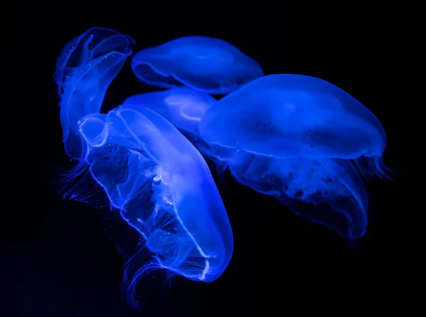 Peixe Geleia Azul Flutuar Água — Fotografia de Stock