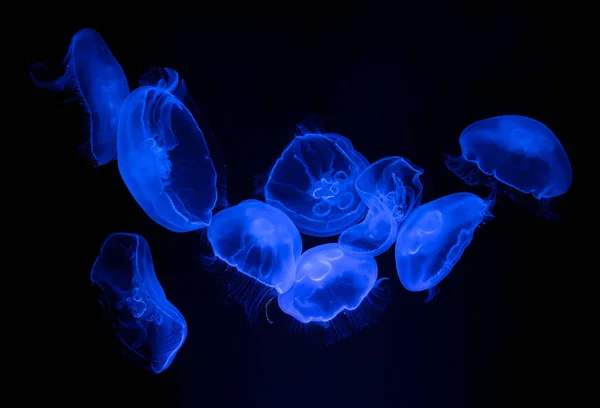 Μπλε Ζελέ Ψάρια Επιπλέουν Στο Νερό — Φωτογραφία Αρχείου