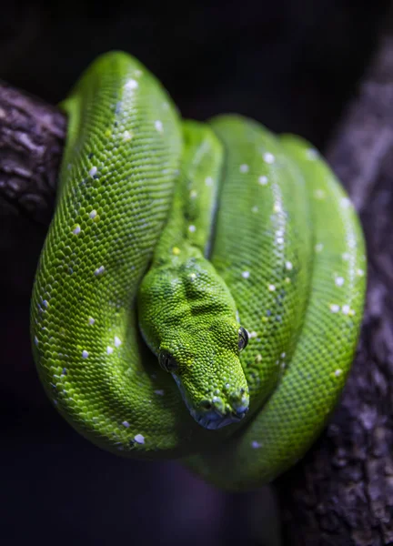 Python Vert Morelia Viridis Sur Arbre Terrarium — Photo