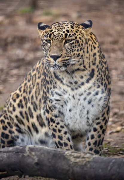 Leopardo Persa Panthera Pardus Ciscaucasica Zoológico Sentado — Foto de Stock