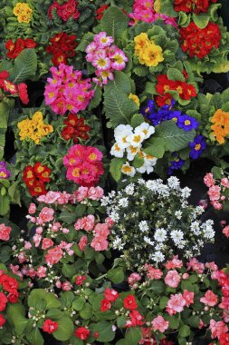 Flora pazarında çeşitli renkli çiçekler var.