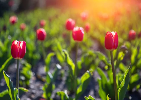 Тюльпан Поля Многими Цветущими Цветами — стоковое фото