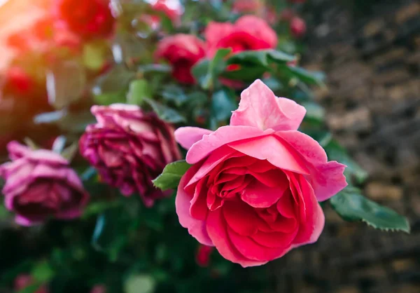 Bunch Blooming Pink Roses — Stock Photo, Image