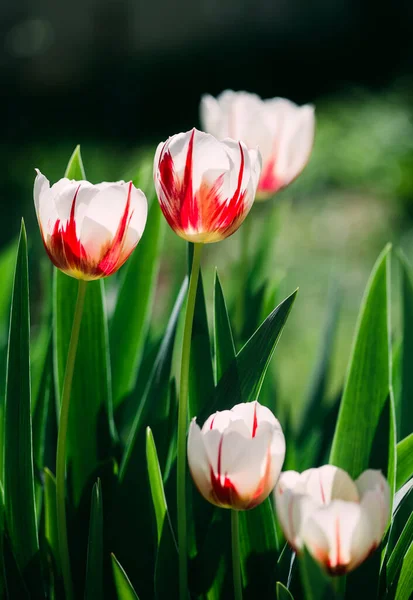 Campos Tulipas Com Muitas Flores Florescentes Fotos De Bancos De Imagens