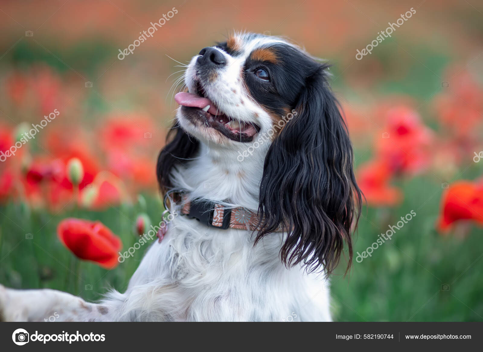 Spring sales charles spaniel