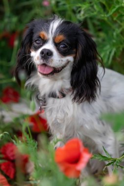 Şövalye Kral Charles Spaniel baharda kırmızı gelincikler arasında