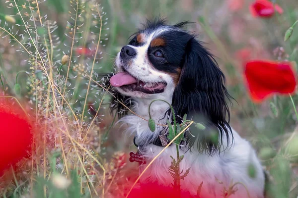 Cavalier King Charles Spaniel Dog Red Poppies Spring — Stock Photo, Image