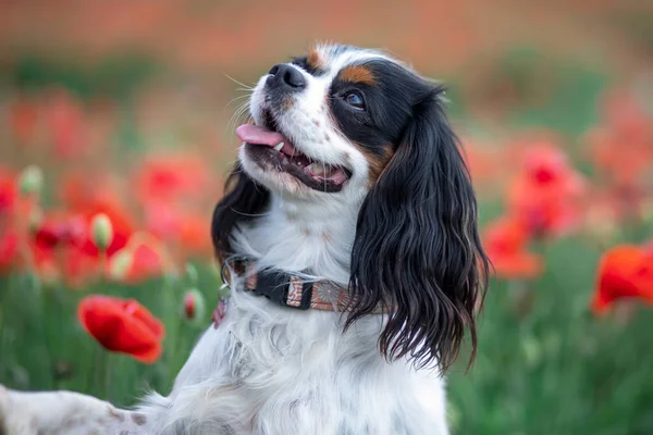 Cavalier King Charles Spaniel Dog Red Poppies Spring — Stock Photo, Image
