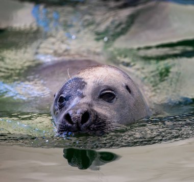 One seal swim in water