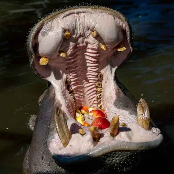 Hippopotamus open huge mouth in water