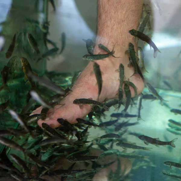 Gara Rufa Doctor Fish Treat Human Leg Skin Water Tank — 스톡 사진