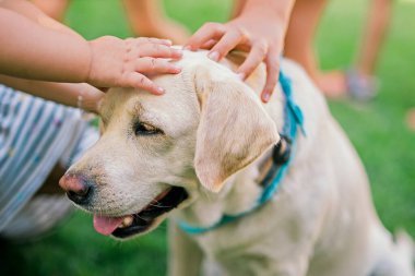 Çocuklar dışarıda sevimli köpekleri okşar.