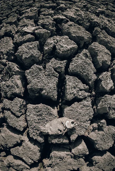 Badland Gedroogde Gebarsten Grond Met Dode Vis — Stockfoto