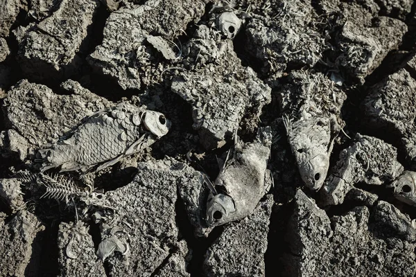 Badland Secó Tierra Agrietada Con Pescado Muerto — Foto de Stock