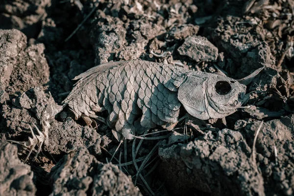 Пустошь Высохшая Треснувшая Почва Мертвой Рыбой — стоковое фото