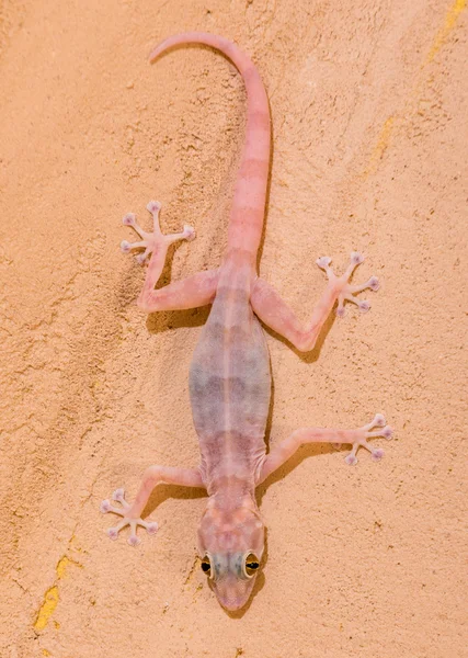 Gecko an der Wand — Stockfoto