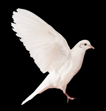 üzerinde siyah güvercin