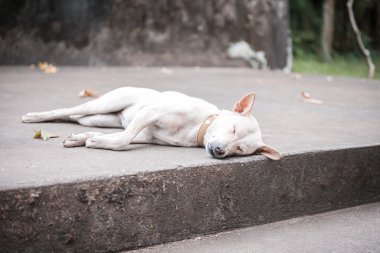 beyaz köpek uyurken