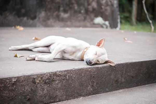 Bílý pes spí — Stock fotografie
