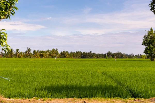 Bujná tropická rýžová pole — Stock fotografie