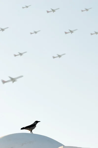 Bird looking at airplanes taking off — Stock Photo, Image