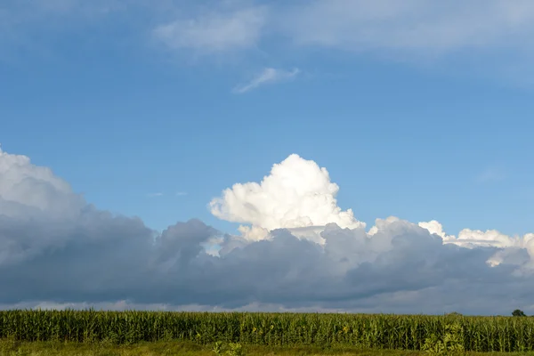 Зеленое поле с цветами под облачным небом — стоковое фото