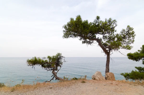 海海岸の松の木 — ストック写真
