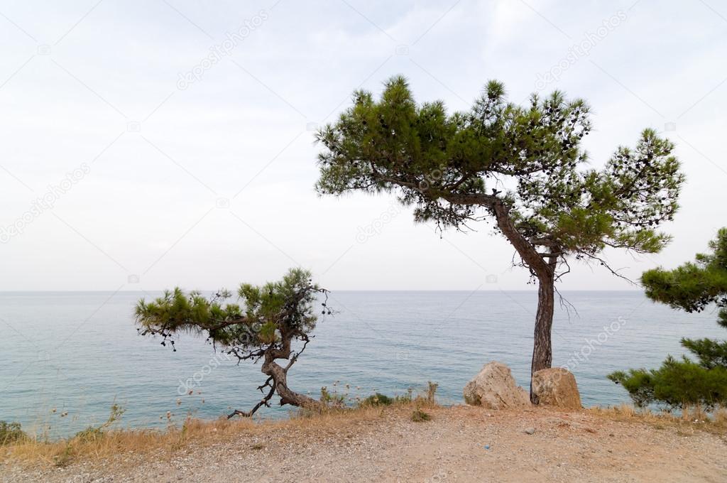 Pine trees on a sea shore