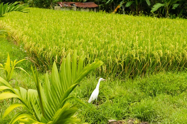 Bílá volavka na rýžovém poli — Stock fotografie
