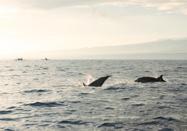 Yunuslar Pasifik Okyanusu