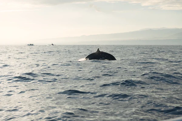 Dolfijnen in de Stille Oceaan — Stockfoto
