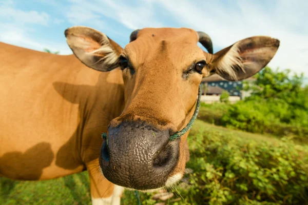 Carino primo piano mucca — Foto Stock