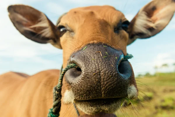 Vértes aranyos tehén — Stock Fotó