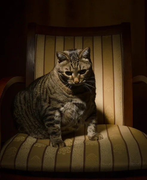 大猫在椅子上 — 图库照片