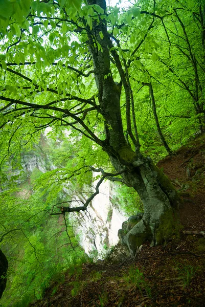 Grön vegetation på canyon — Stockfoto