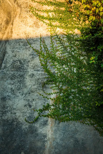 Stary mur Rodowicz z przeszukiwania roślin — Zdjęcie stockowe