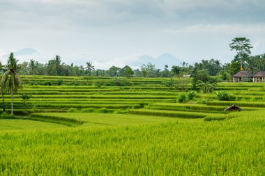 pirinç tarlaları Bali
