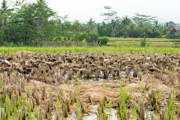 Bali kachny v rýžovém poli — Stock fotografie