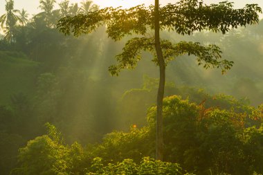 bali orman üzerinde gündoğumu